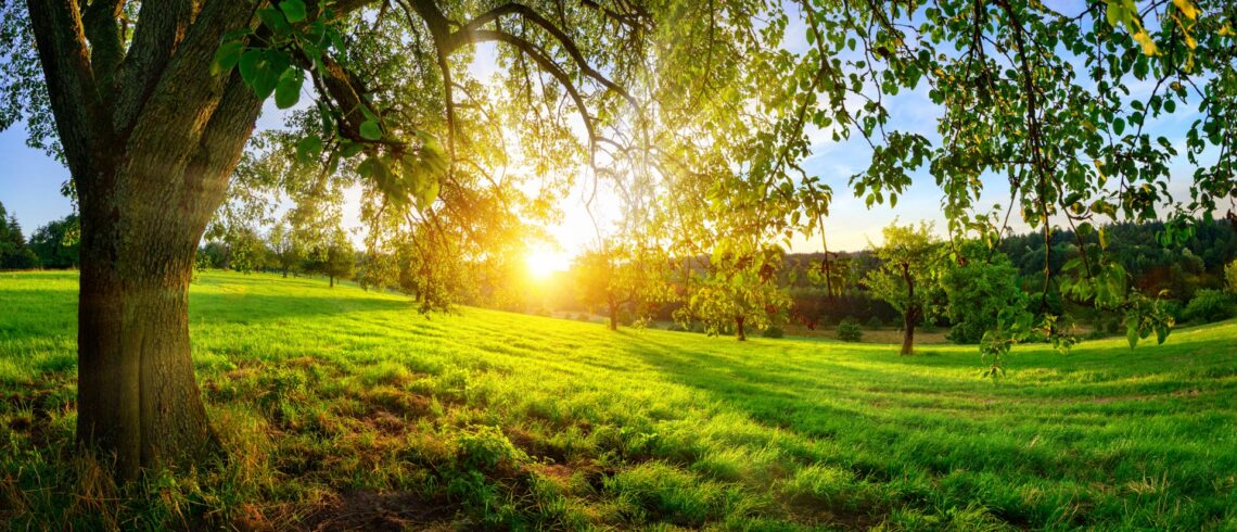 wide shot of field with shrubbery in Idaho.